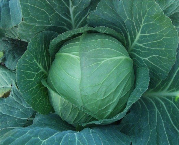 Ören 07 F1 Lahana Tohumu