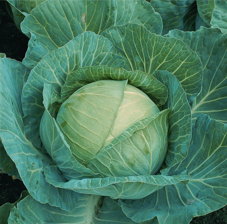 Hera F1 Lahana Tohumu