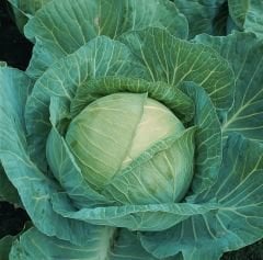 Hera F1 Lahana Tohumu