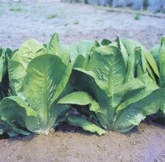 Romabella Marul Tohumu