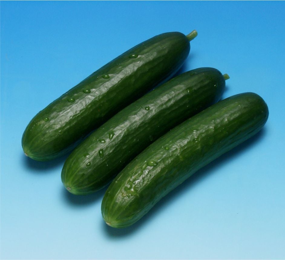 Harun F1 Hıyar Tohumu