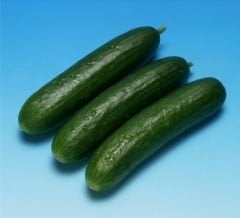 Harun F1 Hıyar Tohumu