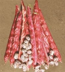 Splendido Barbunya Tohumu