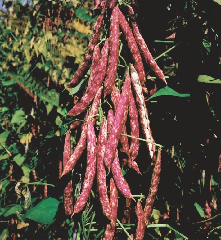 Barbarossa Barbunya Tohumu