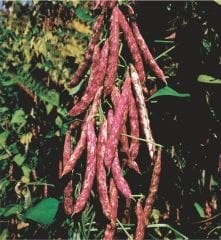 Barbarossa Barbunya Tohumu