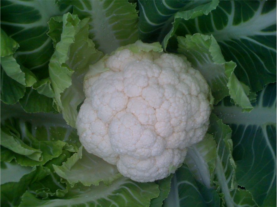 Carmen F1 Karnabahar Tohumu
