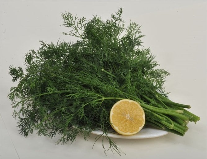 Asder Dereotu Tohumu