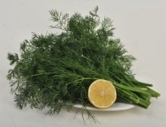 Asder Dereotu Tohumu