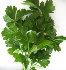 D’Giant Italiana Maydanoz Tohumu