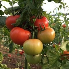 ASG 503 F1 Domates Tohumu