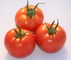 SC2121 Domates Tohumu
