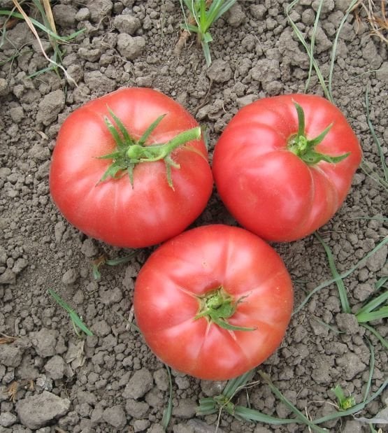 Aspem Domates Tohumu