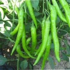 Çetinel 150 Biber Tohumu