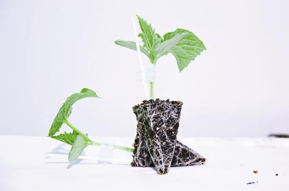 AS 3507 F1 Hıyar Anacı