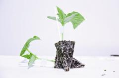 AS 3507 F1 Hıyar Anacı