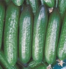 Beith Alpha Mr Hıyar Tohumu