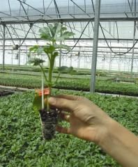 Delfin F1 Karpuz Anacı