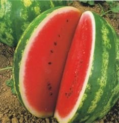 Ascrim Karpuz Tohumu