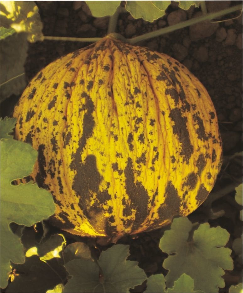 Kırkağaç 637 Kavun Tohumu