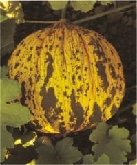 Kırkağaç 637 Kavun Tohumu