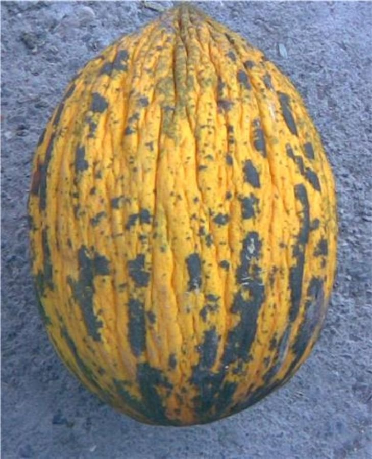 Kırkağaç 589 Kavun Tohumu