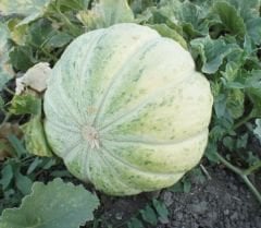 Mühürlü Kavun Tohumu