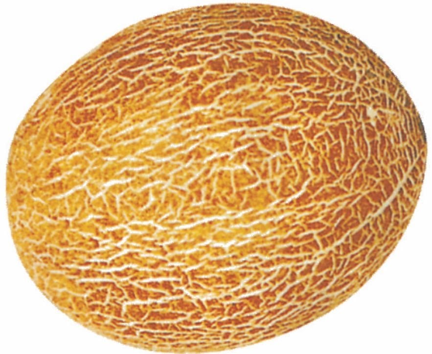 Ananas Kavun Tohumu