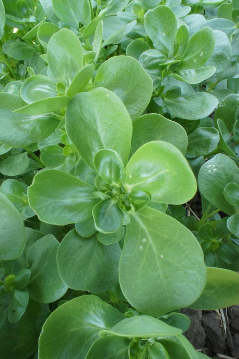 Assemiz Semizotu Tohumu