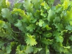 Aster Tere Tohumu