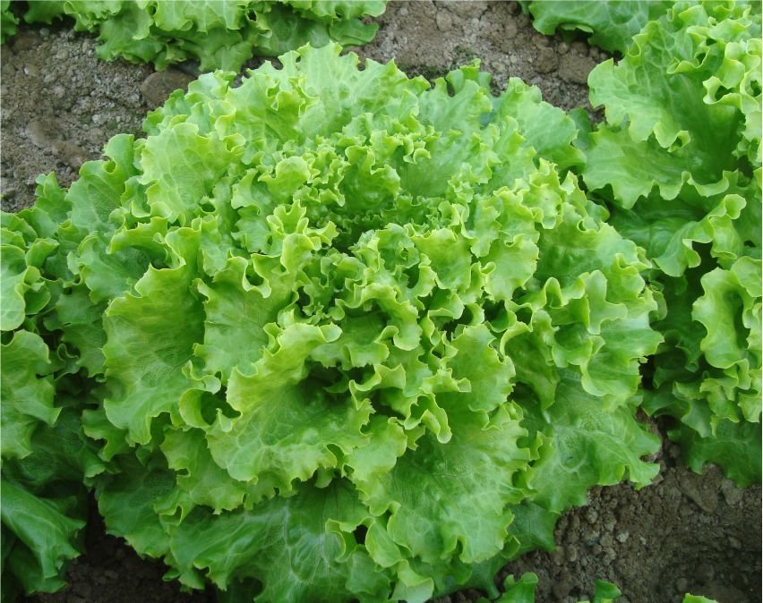 Gentilina Marul Tohumu