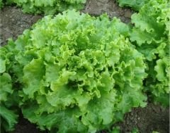 Gentilina Marul Tohumu