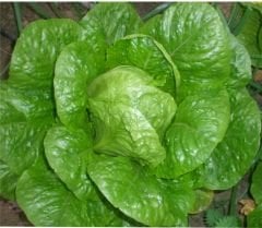 Yedikule Marul Tohumu