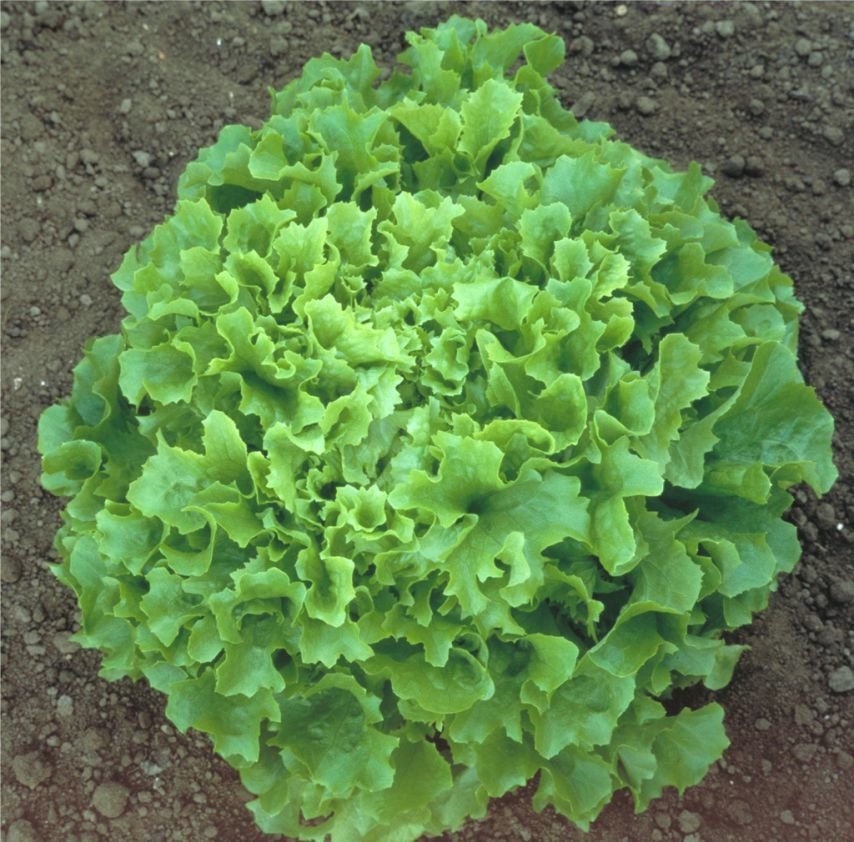 Asyeşil Marul Tohumu