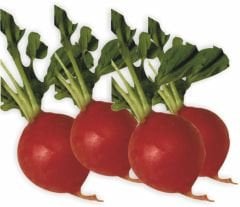 Fındık Turp Tohumu