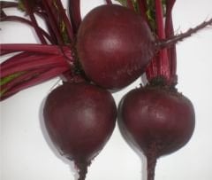 Bikores Pancar Tohumu