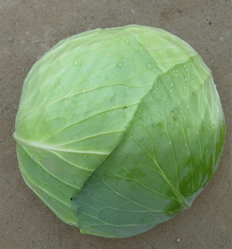 Yalova Sarmalık Lahana Tohumu