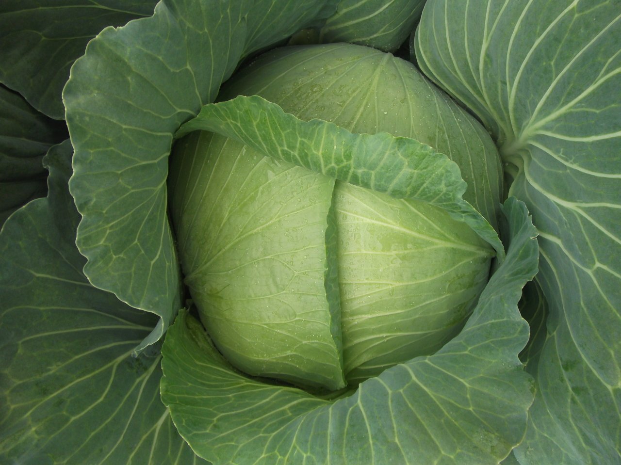 Yalova 1 Lahana Tohumu