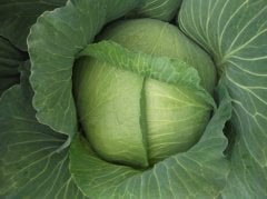 Yalova 1 Lahana Tohumu