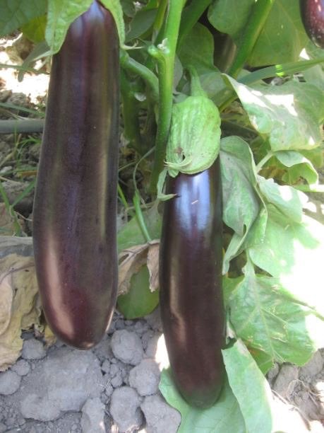 Pala 49 Patlıcan Tohumu