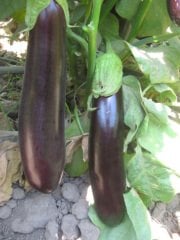 Pala 49 Patlıcan Tohumu