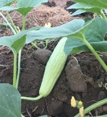 Ascur Acur Hıyar Tohumu