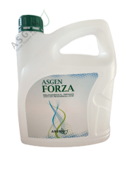Asgen Forza