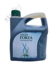 Asgen Forza