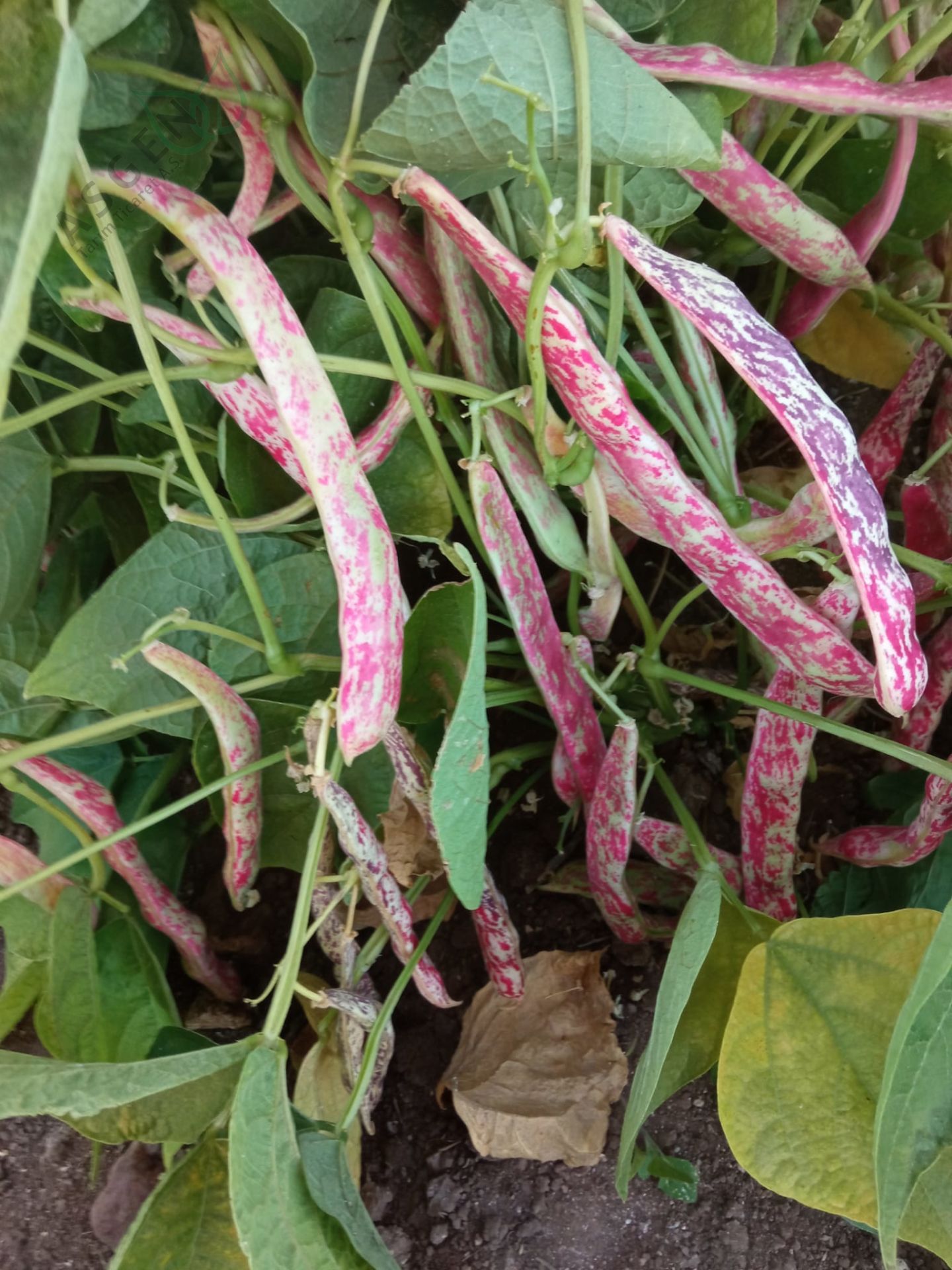 Scarlet Barbunya Tohumu