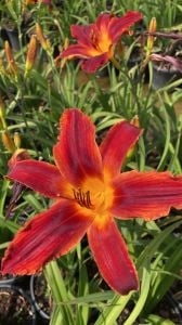 Hemerocallis Çiçeği - Kırmızı Sarı Ortanca Küçük Boy İthal