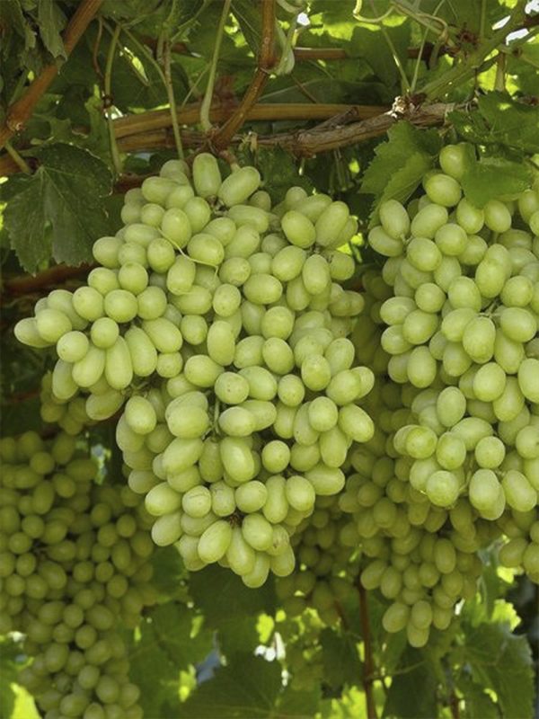 Thompson Seedless Üzüm Fidanı 2 Yaş 40 Cm 80 Cm