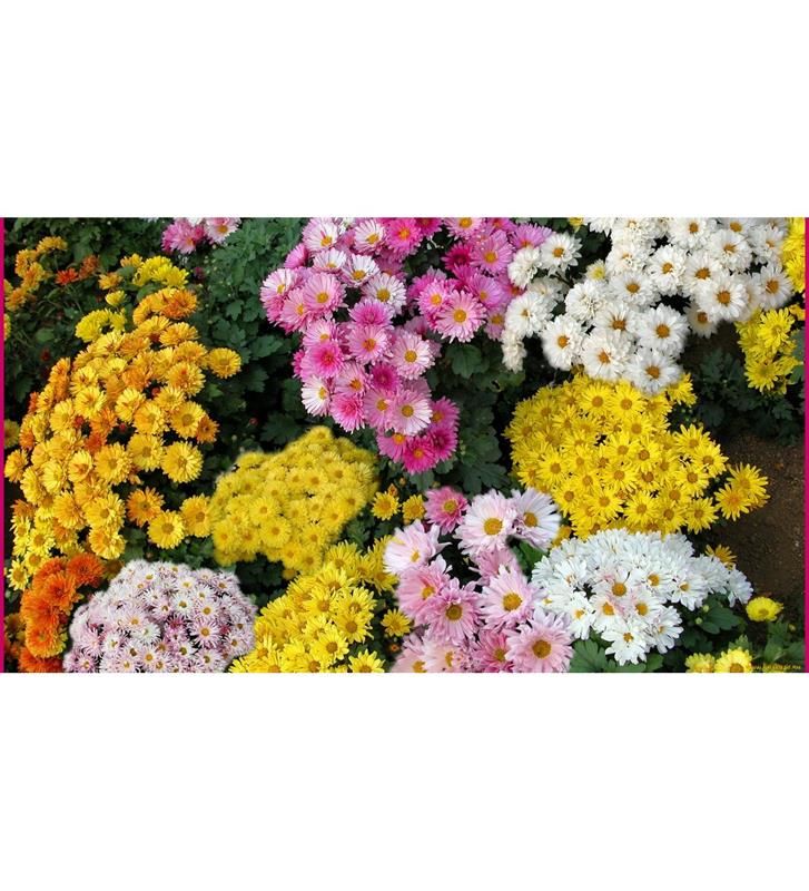 Kasımpatı Çiçeği Fidanı 30 Adet Fide Karışık Renk - Krizantem