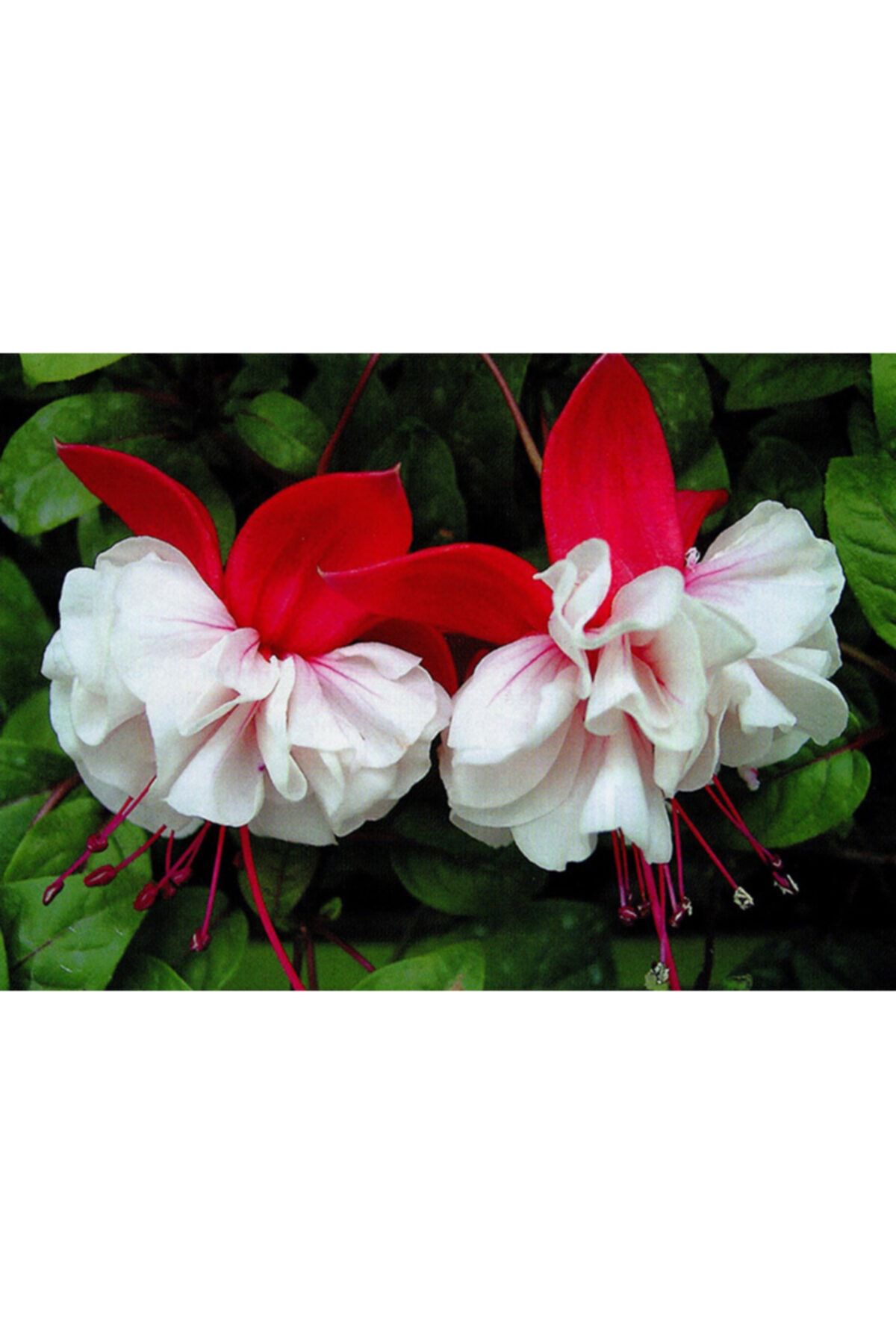 Kırmızı Beyaz Sir Matt Küpe Çiçeği Fidanı 20Cm-40Cm