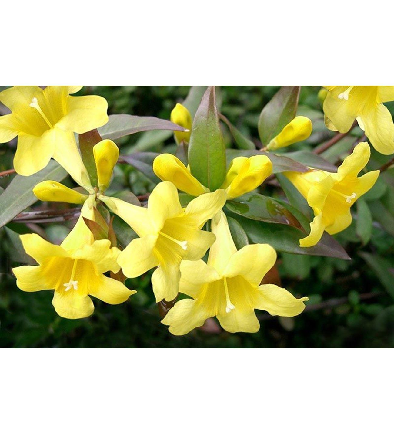 Sarı Yasemin Sarmaşık Çiçeği Fidanı 100Cm-120Cm