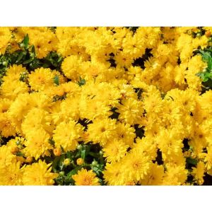 Koyu Sarı Bodur Kasımpatı Çiçeği 20Cm-40Cm - Krizantem